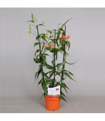 Gloriosa