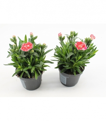Dianthus