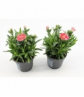 Dianthus