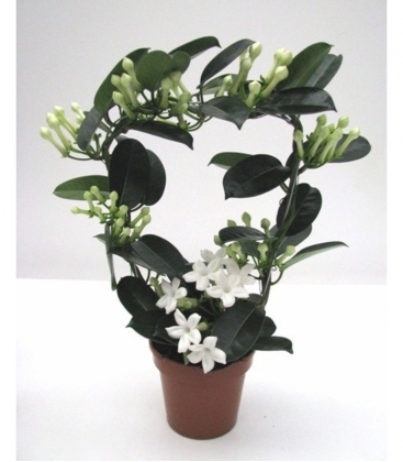 Stephanotis