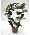 Stephanotis