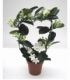 Stephanotis