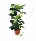 Stephanotis