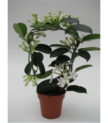 Stephanotis