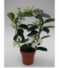 Stephanotis