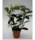 Stephanotis