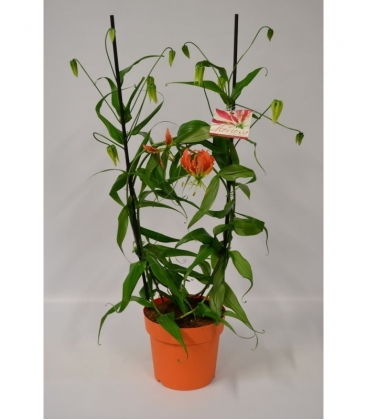 Gloriosa