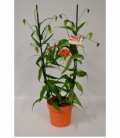 Gloriosa