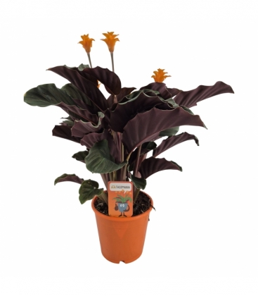 Calathea