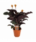 Calathea