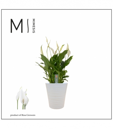 Spathiphyllum