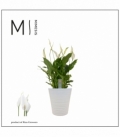 Spathiphyllum