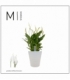 Spathiphyllum