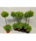 Cupressus