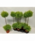Cupressus