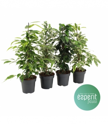 Ficus