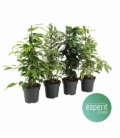 Ficus