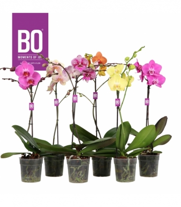 Phalaenopsis