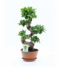 Ficus