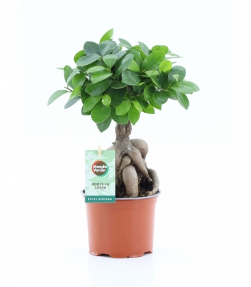 Ficus