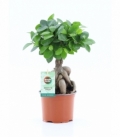 Ficus