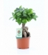 Ficus