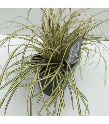Carex