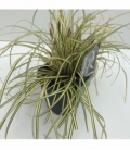 Carex