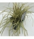 Carex