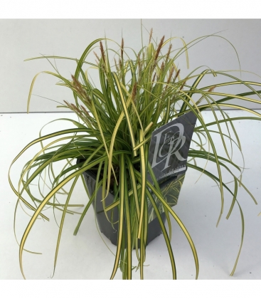 Carex