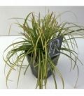 Carex