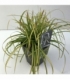 Carex