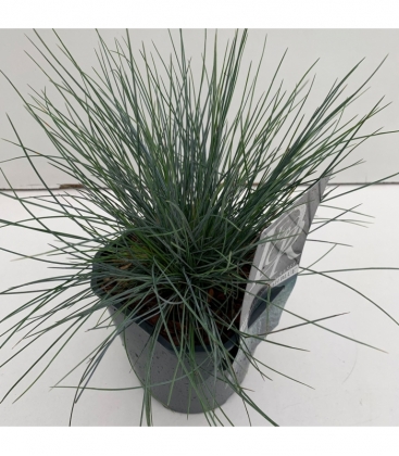 Festuca