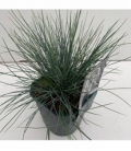 Festuca