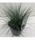 Festuca