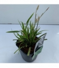 Carex