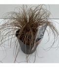 Carex