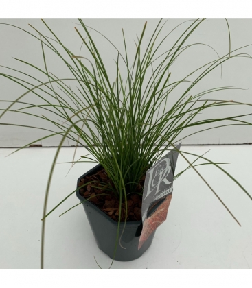 Carex