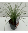 Carex