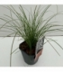 Carex