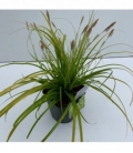Carex