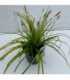Carex