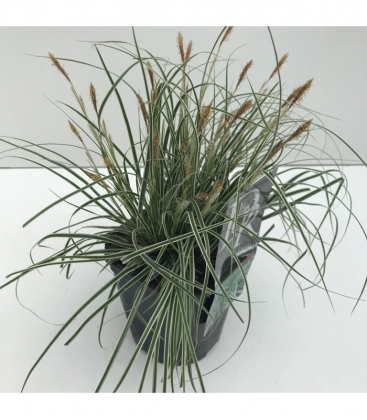 Carex