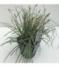 Carex