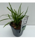 Carex