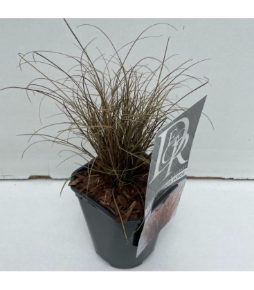 Carex