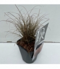 Carex