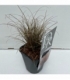 Carex