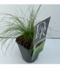 Stipa