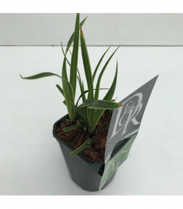 Carex